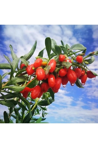 Tüplü Kırmızı Goji Berry Kurt Üzümü Fidanı 10 Adet