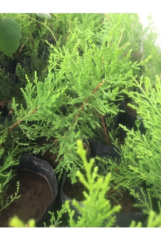 Videolu Mis Kokulu 10 Adet Limon Selvi Fidanı Bahçe Çamı 10-20cm Tüplü Lemon Cypress Tree