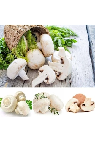 Eko Paket Kültür Mantarı Tohumu Beyaz Şapkalı Kültür Mantarı Tohumu 100 Tohumu +sürpriz Hediye Tohum