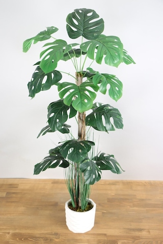 Yapay Monstera Ağacı 105 Cm Krem Saksılı