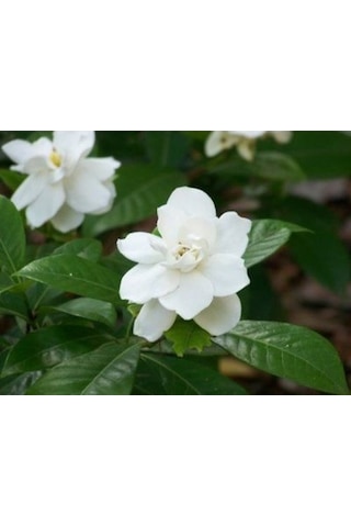 Gardenya (Saksıda 3Lü Dikim Ithal) Kokulu Cicek Fidanı