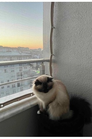 Ekodoğa Kuş Filesi 0,90 X 2,20 M, Balkon Ağı, Kedi Koruma, Dolu Filesi