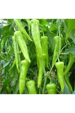 Bykurt Sunagri Çarliston Biber Tohumu - Tatlı Lif Ve Çekirdeği Az Sofralık Ve Kızartmalık