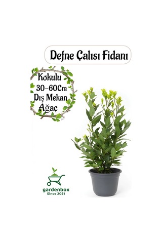 Yoğun Kokulu Defne Çalısı Fidanı 1 Adet Saksılı/tüplü 30-50cm