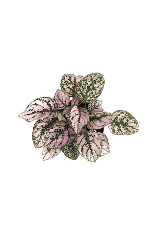 Hypoestes Phyllostachya 'Pink' (Hostes Çiçeği) Ø8,5 CM Y10-15 CM