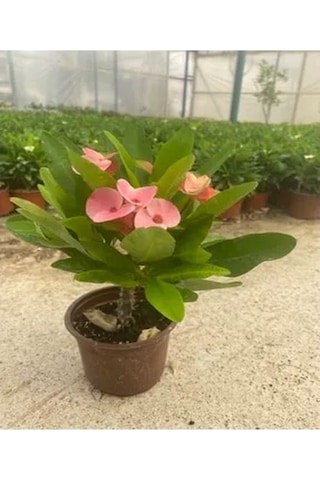 Beyaz Pembe Kırmızı 3 Adet Milli Dikenler Tacı Çiçeği Fidesi 15-30cm Saksılı Euphorbia