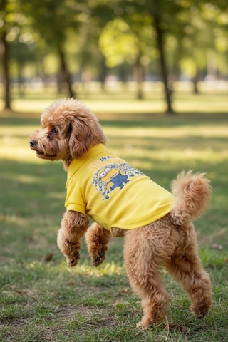 Miniş One-in-a-minion Küçük Irk Köpek Pike Kumaş Polo T-shirt-21586