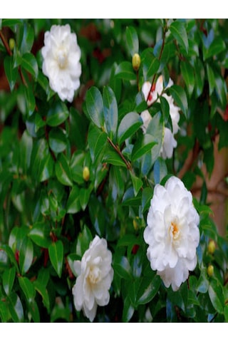 3'lü Beyaz Kamelya Çiçeği Fidanı 30-60 Cm Tüplü Çiçekli Bodur Bitkiler Camellia Flower Diğer