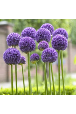 Dev Mor Allium Bitkisi Tohumu 3 Tohum + Tohum