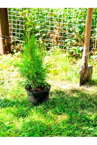 Videolu Limoni Servi Limon Kokulu Limon Çamı 30 40 Cm 1 Adet Saksılı Cupressus Macrocarpa