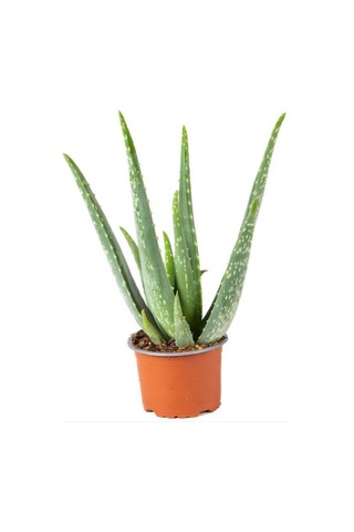 Dolgun Formlu Aloevera 1 Adet Saksılı 13 Cm Saksıda 25-30 Cm Arasında
