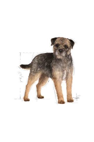 Royal Canin Sterilised Kısırlaştırılmış Yetişkin Köpek Maması 12 x 85 G