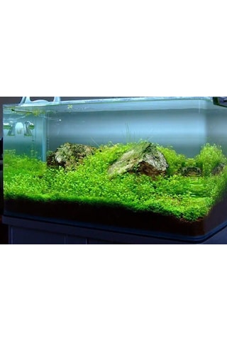 BÜYÜK YAPRAK SU YONCASI CANLI SU BİTKİSİ TOHUMU