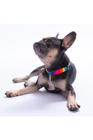 Pawstar Rainbow Boyun Tasması M Boyun Çevresi: 32 Cm X 48 Cm Çok Renkli