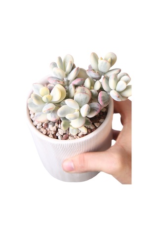Echeveria Orbiculata Vary - Sukulent Haangarden