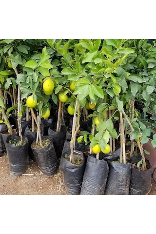3 Yaş Aşılı Mayer Limon Fidanı, Torbada