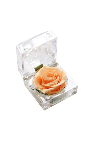 Xiyyadms Sürekli Gül Dekoratif Açık Renkli Ev Ve Partiler İçin Romantik Hediyelik Çiçek Kutusu