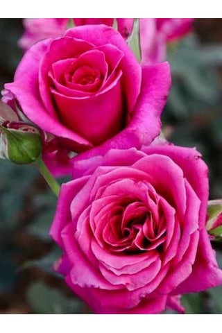 Videolu Yediveren Yoğun Kokulu 30 50 Cm 2 Adet Aşılı Gül Rose