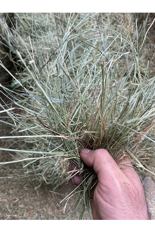 Çayır Otu Taze Yeşil ve Kuru Kemirgen Otu 2 KG