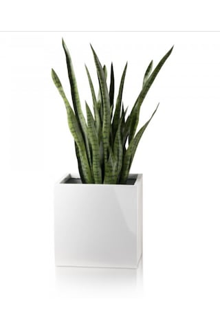 Mofiba Fiberglass Saksı Kare 30cm 30cm 30h Cm Beyaz