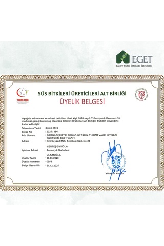 Kalp Kalbe Karşı Çiçeği Ceropegia Woodii - Beyaz Saksılı