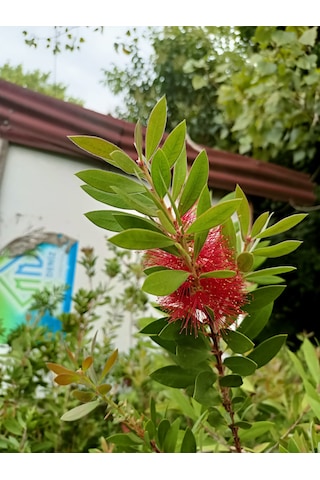 Fırça Çalısı Bitkisi 80-100 Cm