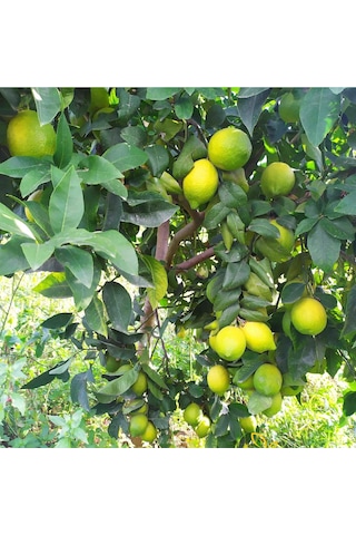 Aşılı Yediveren Mayer Limon Ağacı Fidanı 3 Yaş