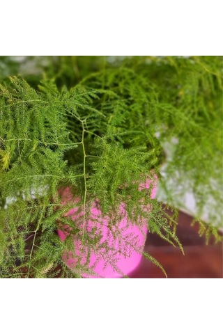 Tül Kuşkonmaz Asparagus Plumosus