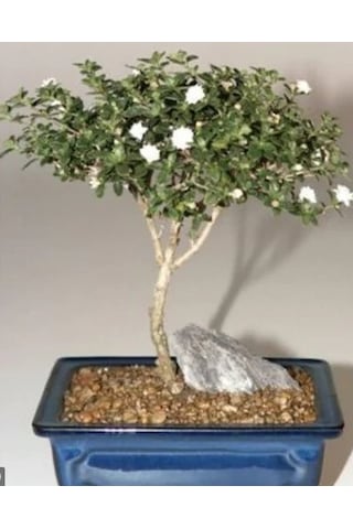 Beyaz Gül Bonzai Ağacı Tohumu 5 Tohum + Bonsai Tohu