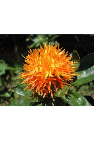 Lokman Aktar Aspir Safran Çiçeği Yerli Safran 100 G