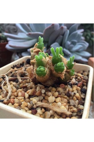 10 Adet Rabbit Ear Shape Rare Succulent Tohumu
