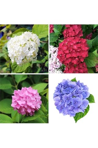 4 Adet Kırmızı,pembe,mor,beyaz Ortanca Çiçeği Fidanı 20-35 Cm Tüplü Çiçekli Bodur Hydrangea