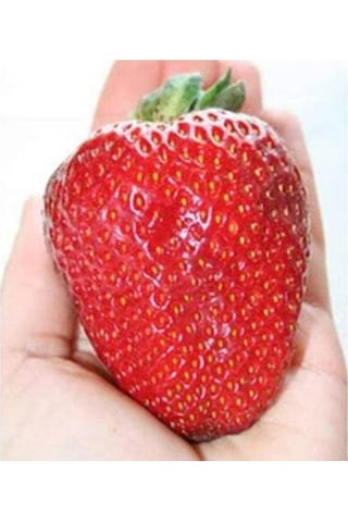 Süper Paket Dev Çilek Tohumu Yediveren Çillek Tohumu 145 Adet Tohum