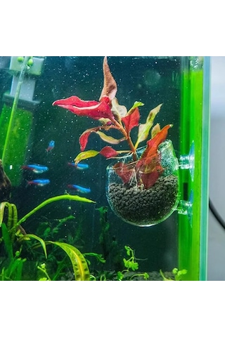 Shineyee Akvaryum Cam Bitki Standı - Balıklar İçin Oyun Ve Saklanma Alanı, Su Kalitesini Artırır