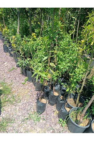 Yeşil Deniz Fidancılık Tüplü Badem Fidanı 50-100 Cm