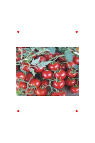 Domates Cherry Tohumu - 100 Adet Domates Cherry Tohumu - 100 Adet