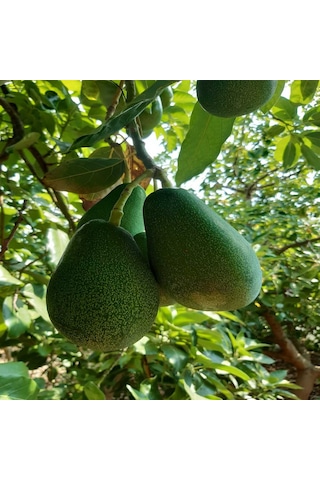 Clifton Avokado 1 KG