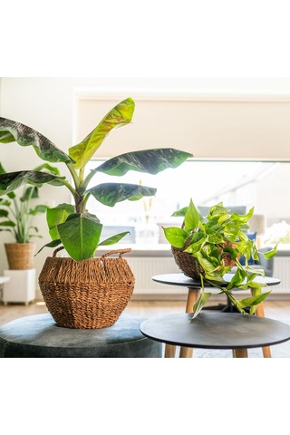 Jelle Sepet Saksı Ç 46cm Y 39cm
