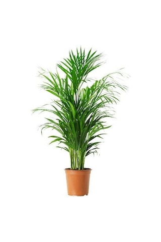 Areka Palmiyesi 3 Adet - Salon Bitkisi 6394