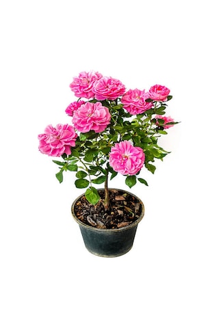 Videolu Yediveren Isparta Gülü Pembe Renkli Kokulu 50 90 Cm 1 Adet Tüplü Aşılı Gül Pink Rose