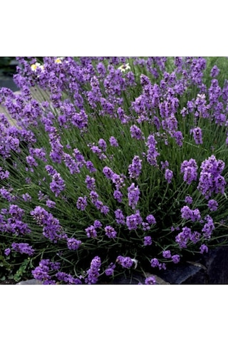 10 Adet Açık Köklü Angustifolia Lavanta Fidanı Fidesi