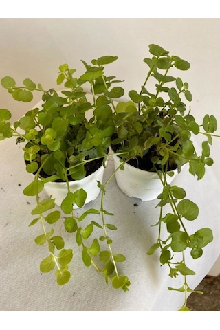 Altın Kolye Sarkıcı Bitki 8,5 Saksıda 1 Adet Lysimachia Nummularia