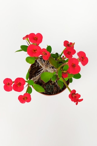 Dikenler Tacı Euphorbia Miili Mini Kırmızı Çiçekli Kaktüs