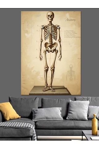 İnsan İskeleti Anatomik Çizim Dekoratif Kanvas - Mdf Ahşap Tablo