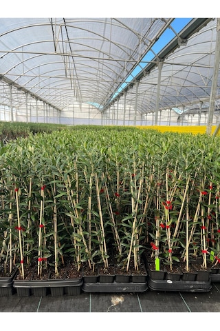 Arbequina Zeytin Fidanı Bol Meyve Veren Cins Arbequine İspanyol Zeytin Fidanı