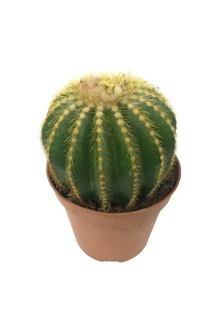 Parodia Kaktüs 12 cm Lik Saksıda