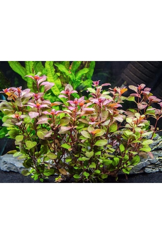 Ludwigia Mini Süper Red Akvaryum Bitkisi Yeşil Formda 5 Dal