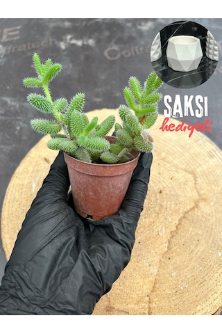 Delosperma Echinatum-5,5 Cm Saksıda Tombul Tüylü Yapraklı Sukulent - Saksı Hediyeli