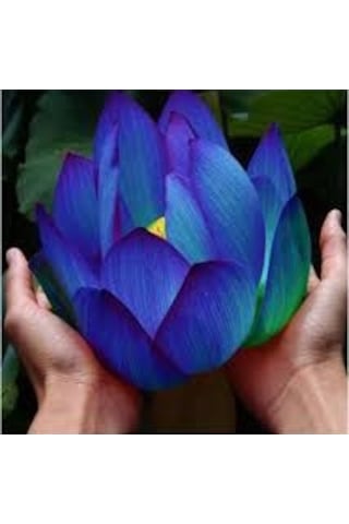 2 Adet Tohum Organik Mavi Lotus Çiçek Tohumu Su Çiçeği Tohumları