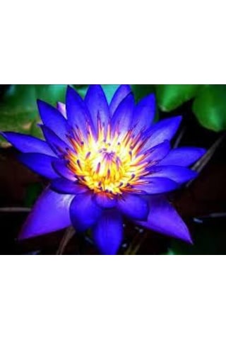 2 Adet Tohum Organik Mavi Lotus Çiçek Tohumu Su Çiçeği Tohumları